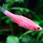 سمك زينة نوع زيبرا دانيو