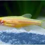 سمك زينة زيبرا