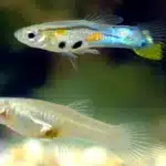 سمك زينة نوع جوبي شفاف